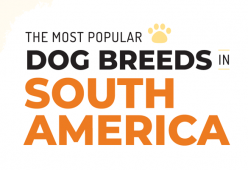 Ras Anjing Yang Paling Populer Di Amerika Selatan