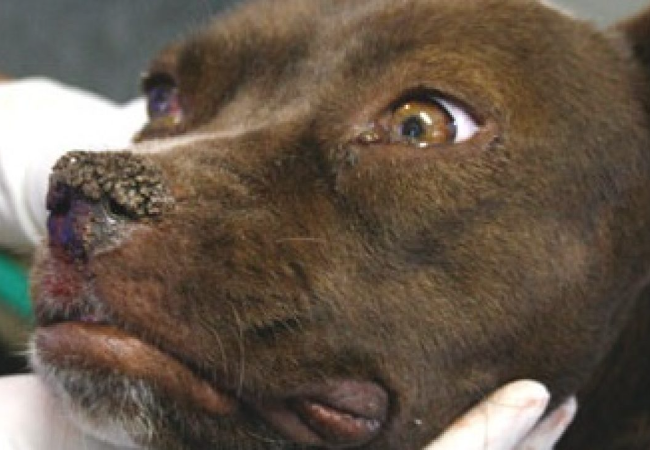 Penyakit Distemper Pada Anjing Dan Apa Gejalanya