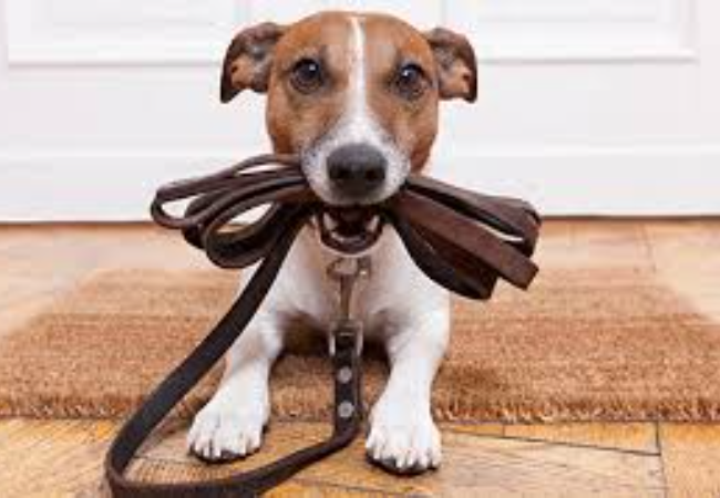 7 Tips Mengajari Anjing Anda Untuk Berjalan Dengan Tali Kekang