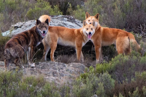 Warna Hanya Sedikit Membantu Dalam Membedakan Dingo Dan Anjing Liar