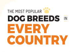 Ras Anjing Yang Paling Populer Di Masing-Masing Negara