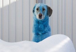Misteri Anjing Berwarna Cerah Di Rusia