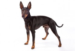 Manchester Terrier - Toy